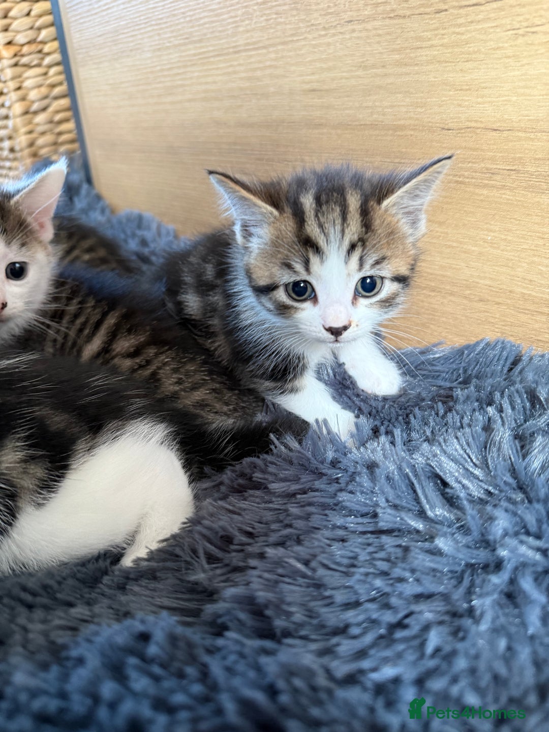 Mixed Breed cats for sale: Mixed kitten - Image 3
