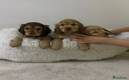 Cocker Spaniel dogs for sale: Show cocker spaniel puppies /ready to leave  - Image 18
