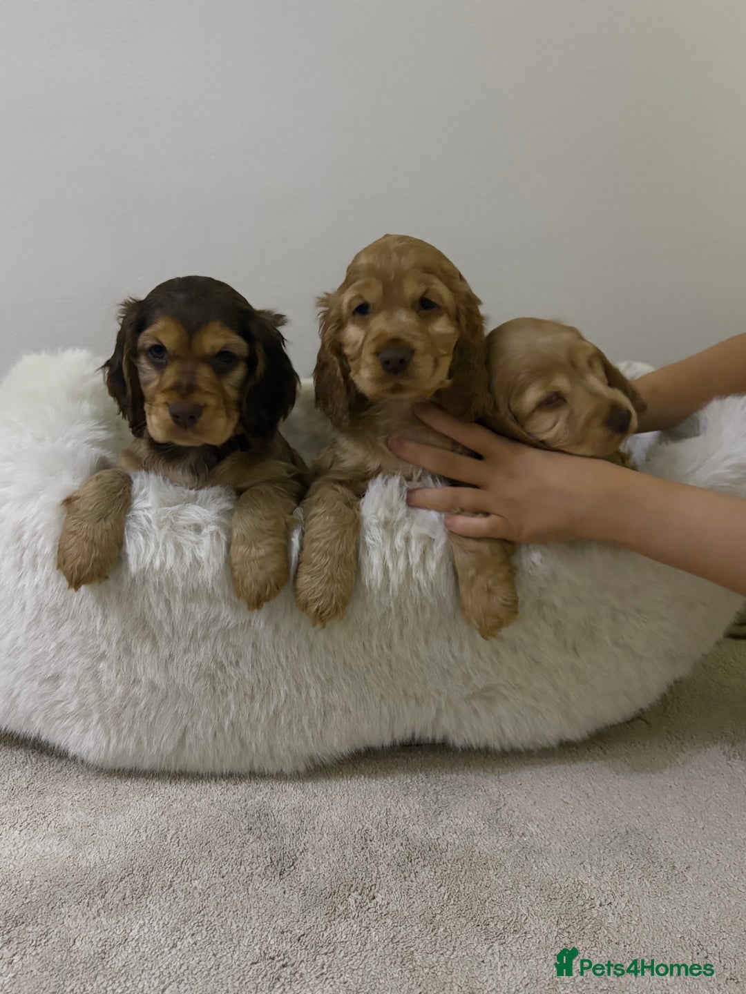 Cocker Spaniel dogs for sale: Show cocker spaniel puppies /ready to leave  - Image 18