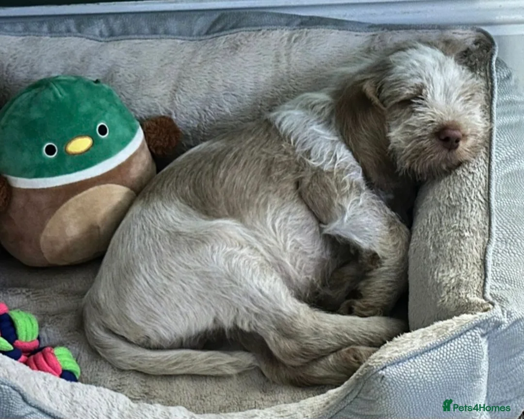 Italian Spinone dogs for sale: 1  boy Italian Spinone Puppy Available  - Advert 1