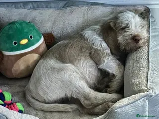 Italian Spinone dogs 1 boy Italian Spinone Puppy Available - Advert 1