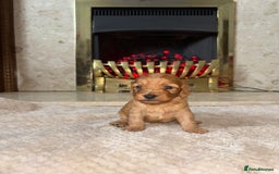 Cockapoo dogs for sale: Beautiful F1 cockapoos - Image 6