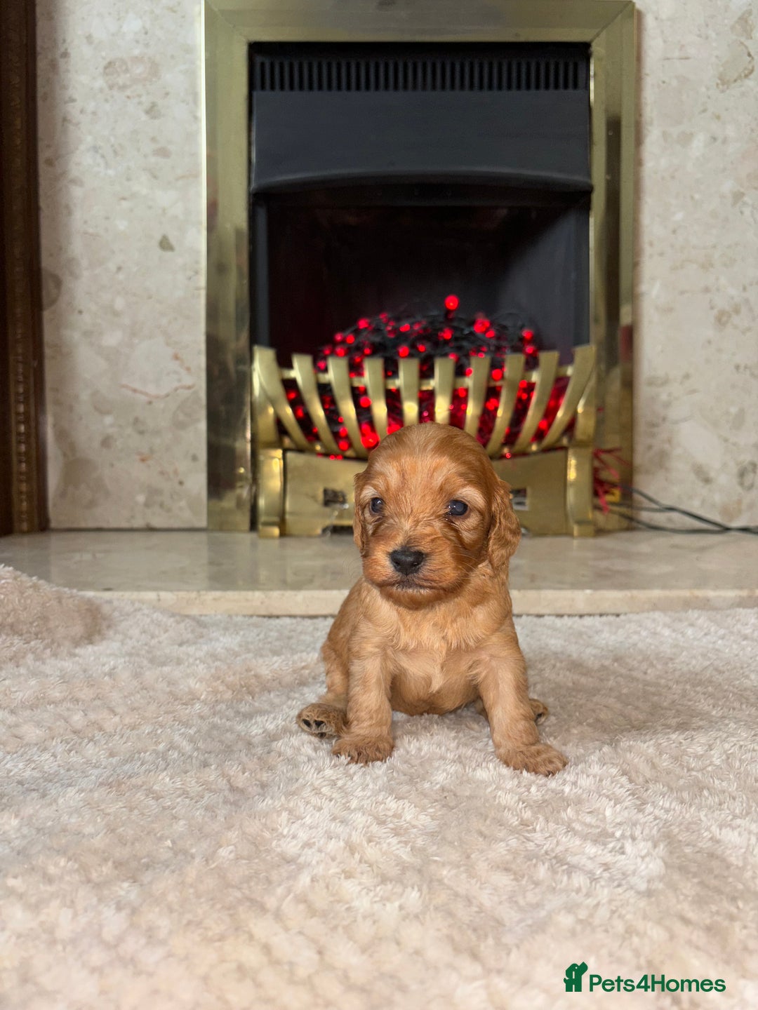 Cockapoo dogs for sale: Beautiful F1 cockapoos - Image 6