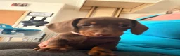 Miniature Dachshund dogs for sale: Smooth haired miniature Daschund babies in Liverpool - Advert 19
