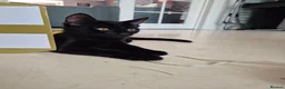 Mixed Breed cats for sale: Male, black kitten, raised in a family home. - Advert 4