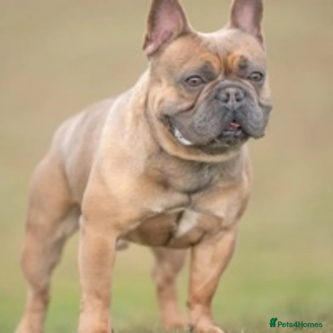 French Bulldog dogs for stud: French Bulldog Stud in Abertillery - Advert 16