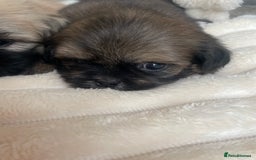 Shih Tzu dogs for sale: KC Shihtzu pups  - Image 9