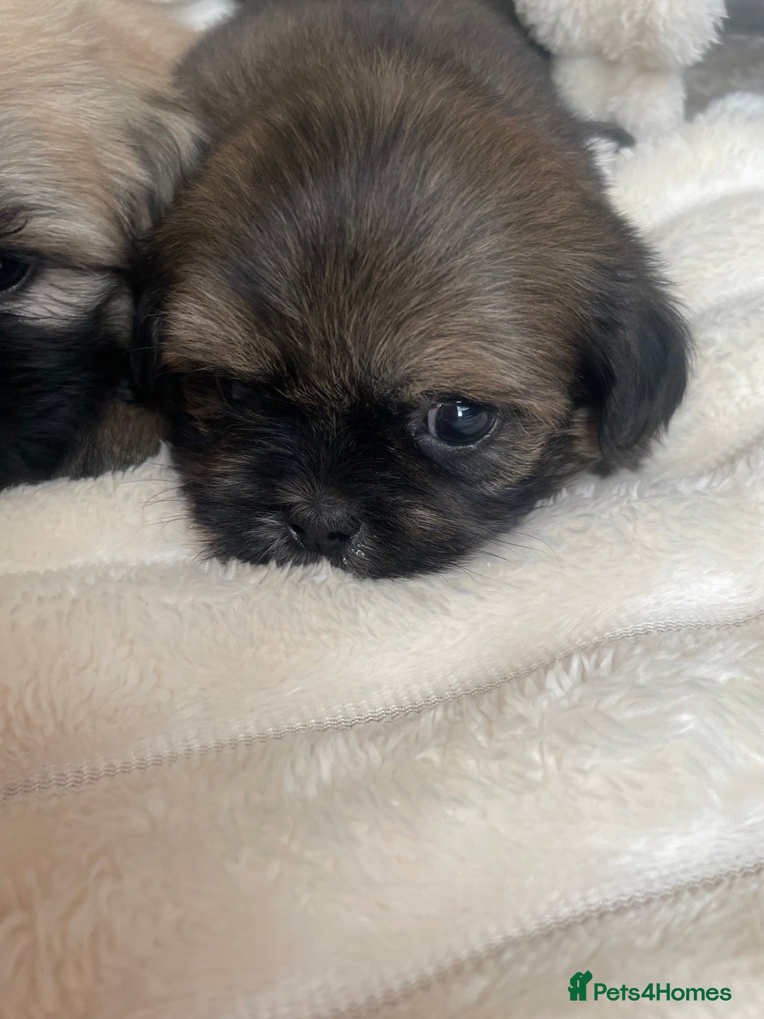 Shih Tzu dogs for sale: KC Shihtzu pups  - Image 9