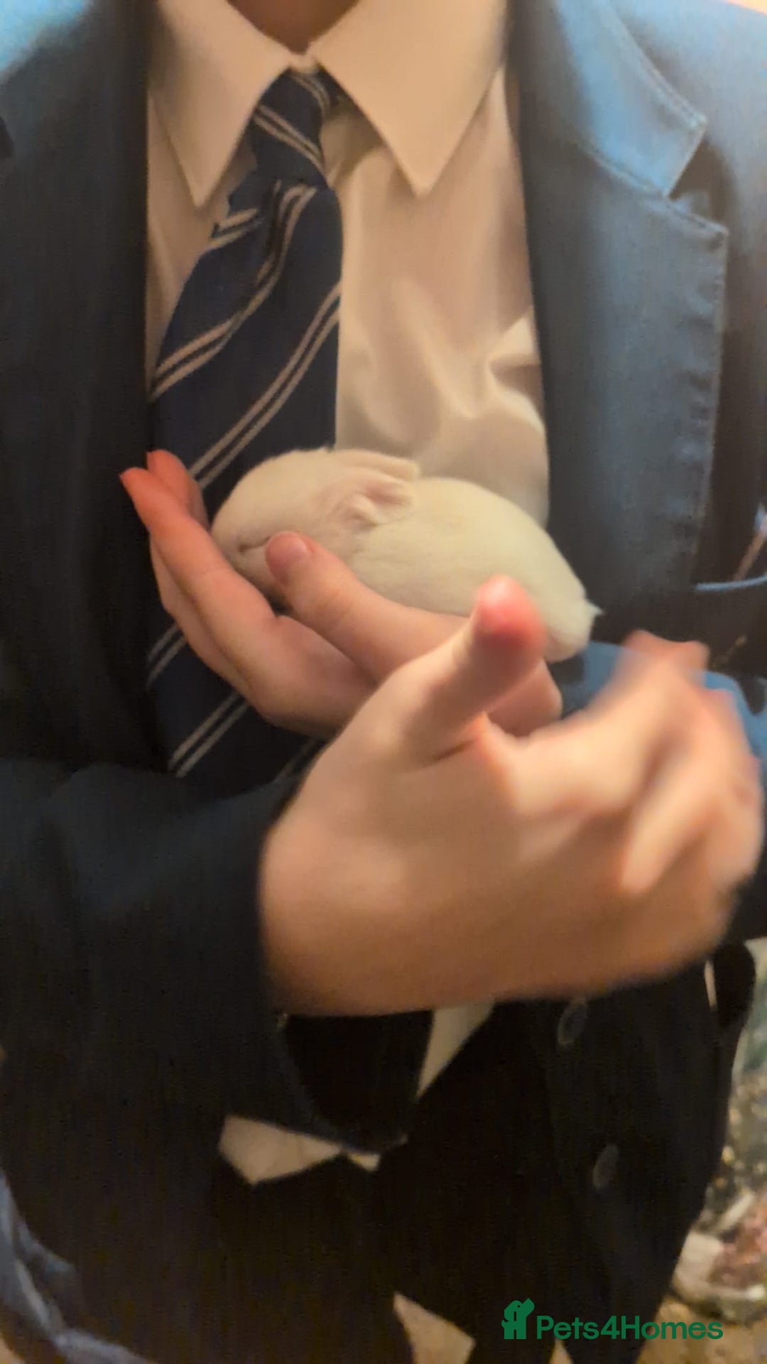 Mixed Breed rabbits for sale: accidental litter of five rabbits  - Advert 4