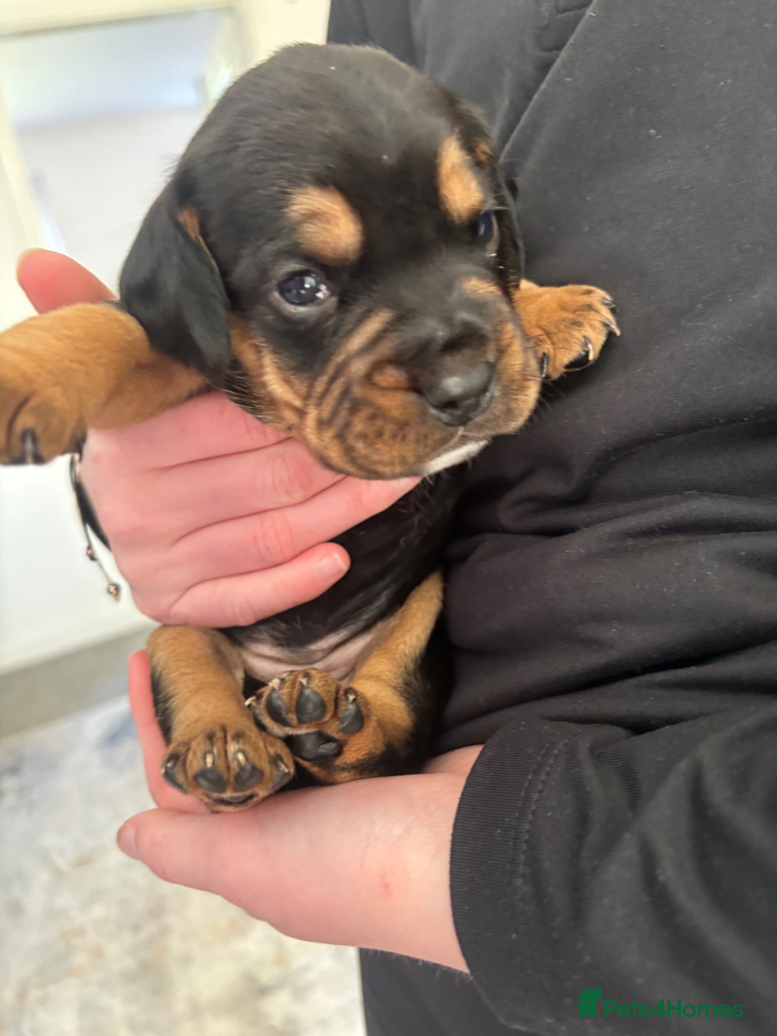 Mixed Breed dogs Cockerbull puppies born 16th March  - Advert 2