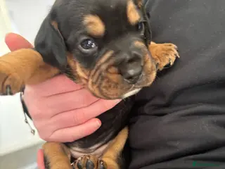 Mixed Breed dogs Cockerbull puppies born 16th March - Advert 2