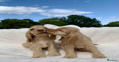 Cocker Spaniel dogs - Advert 13