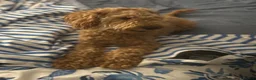 Goldendoodle dogs for sale: Bobby - Advert 4