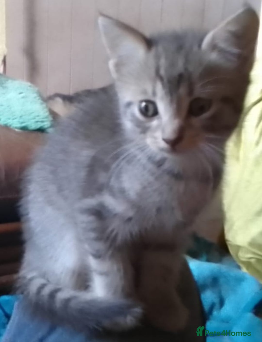 Mixed Breed cats for sale: Awesome Spotty Dotty Silver  Blue Bengal x Kittens - Image 29