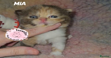 British Shorthair cats - Advert 5