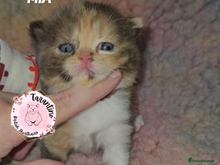 British Shorthair cats - Advert 17