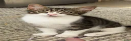 Mixed Breed cats for sale: 8 kittens for sale  - Advert 1