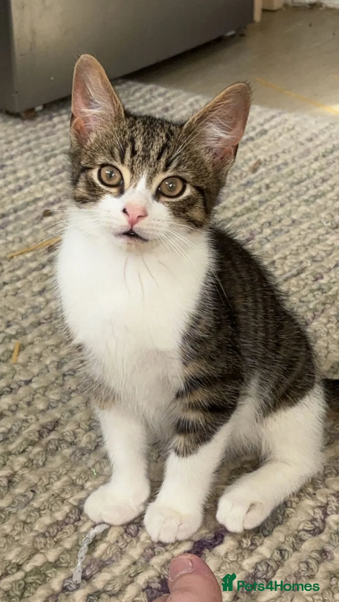 Mixed Breed cats for sale: 8 kittens for sale  - Advert 1