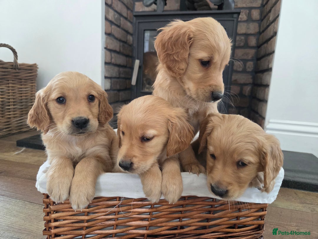 Golden Retriever dogs for sale: 🧡 dark red working Golden Retriever puppies 🧡 - Image 11