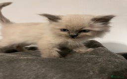 Ragdoll cats for sale: 5 Gorgeous TICA Ragdoll Kittens - Image 2