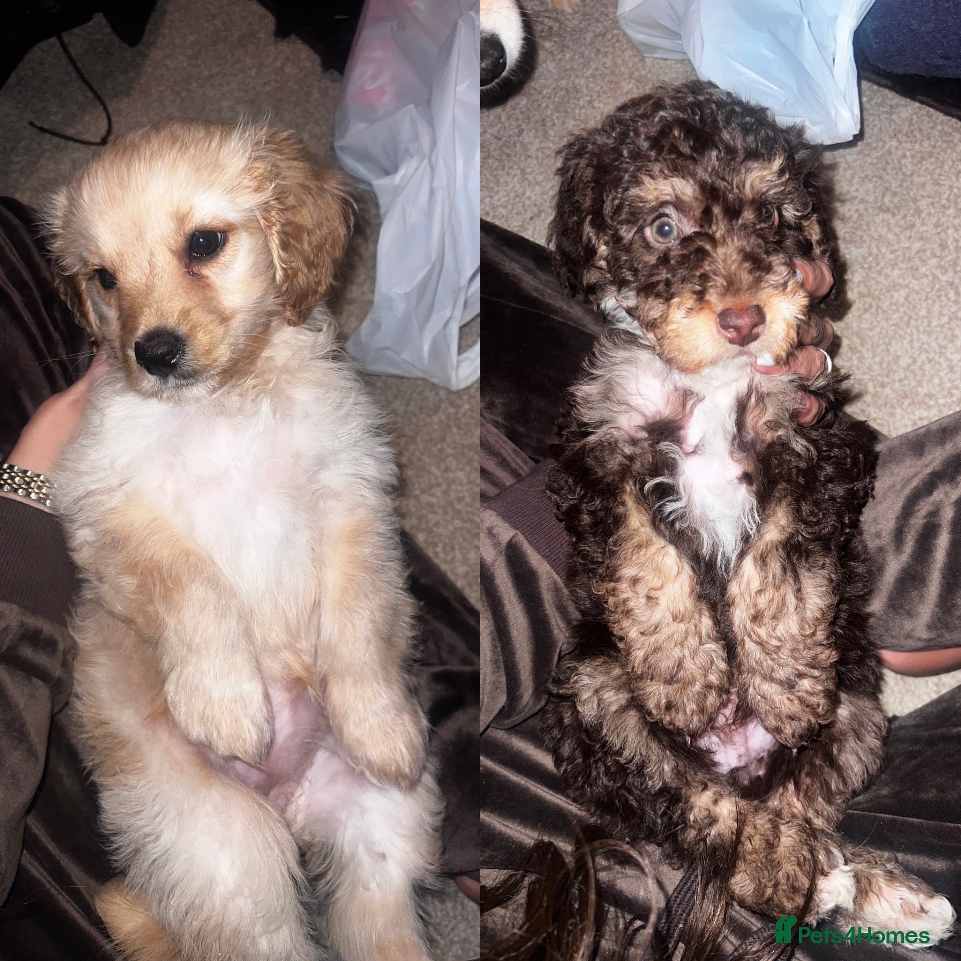 Cockapoo dogs 2 Cockapoo puppies  - Advert 16