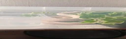 Python Snake reptiles for sale: High pied or panda pied not sure  in Stoke-on-Trent - Advert 3