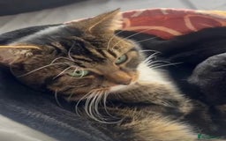 Mixed Breed cats for adoption: Rescue cat, Boysie (6yrs) needs second chance - Image 1