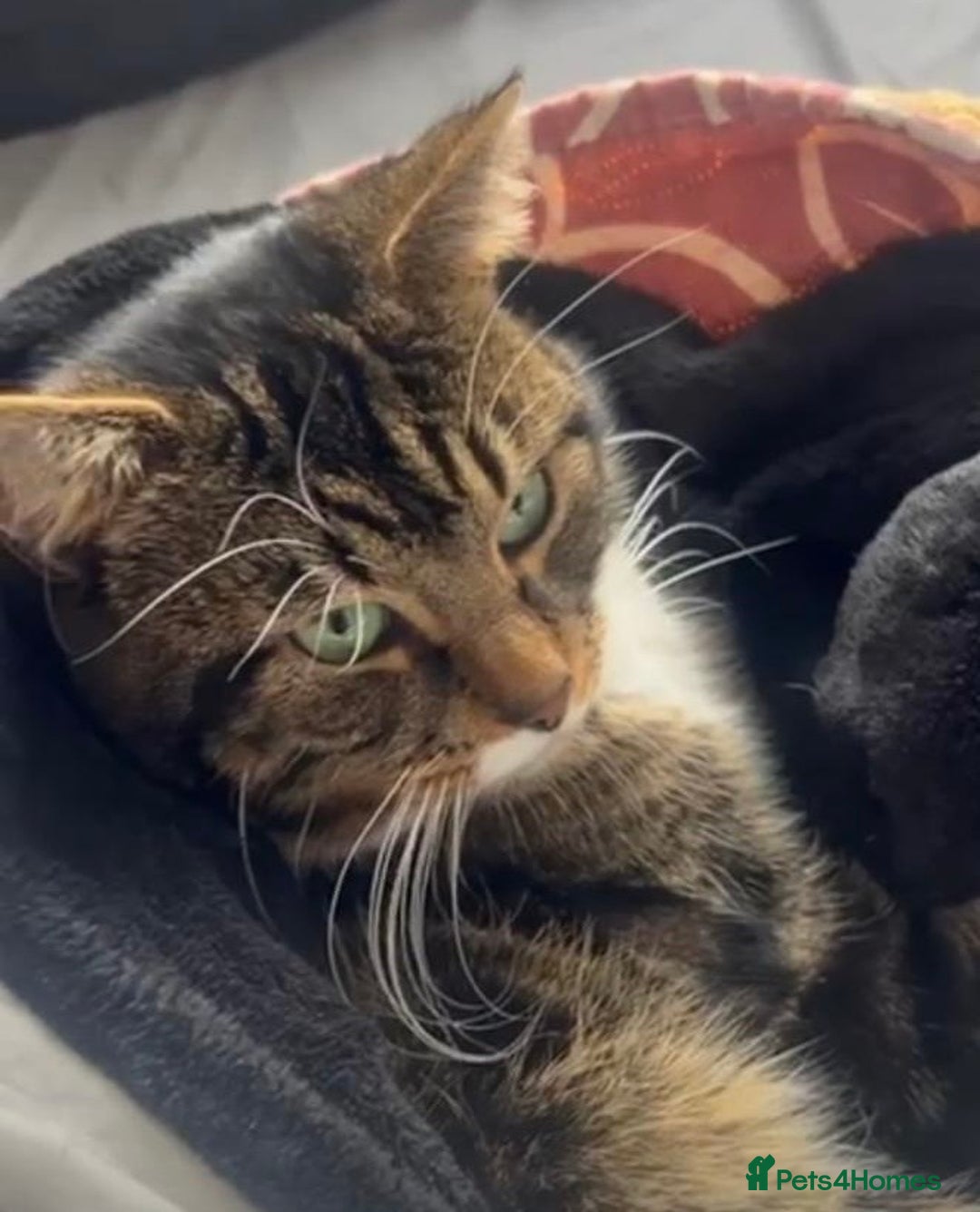 Mixed Breed cats for adoption: Rescue cat, Boysie (6yrs) needs second chance - Image 1