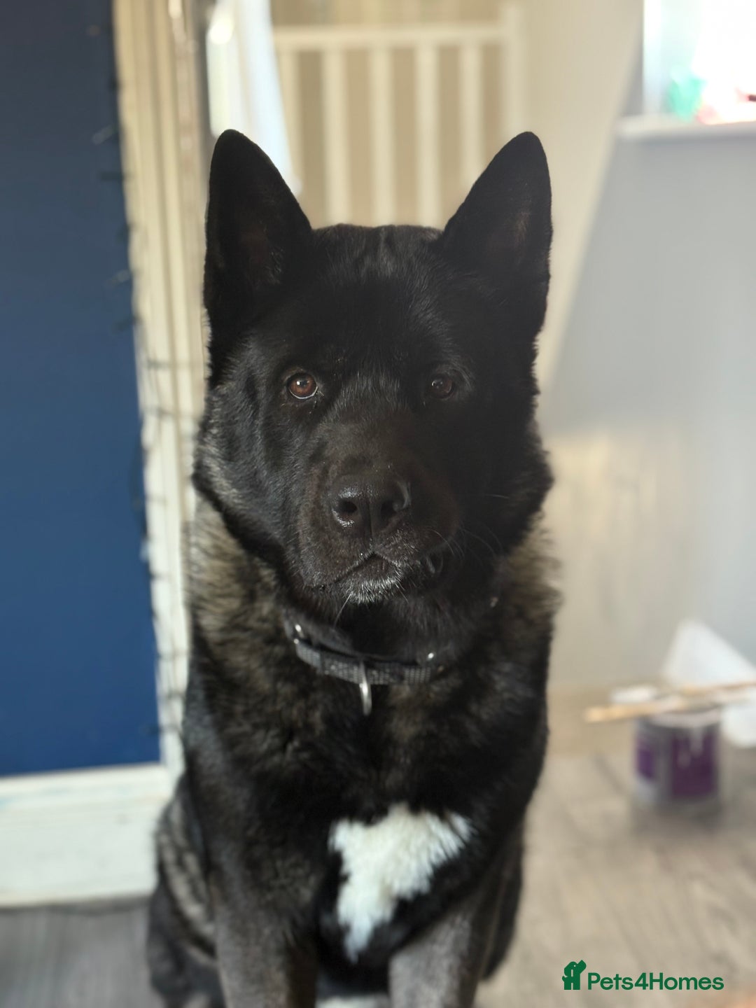 Akita dogs for sale: Looking to rehome my American Akita ASAP - Image 1