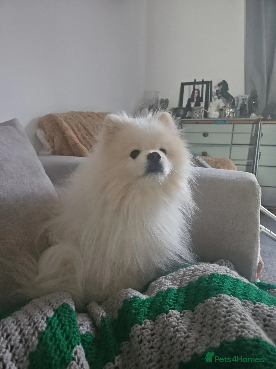 Pomeranian dogs for stud: Pomeranian For Stud Service - Advert 4