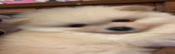 Pomeranian dogs for sale: 4 Purebred Pomeranian puppies - Advert 4