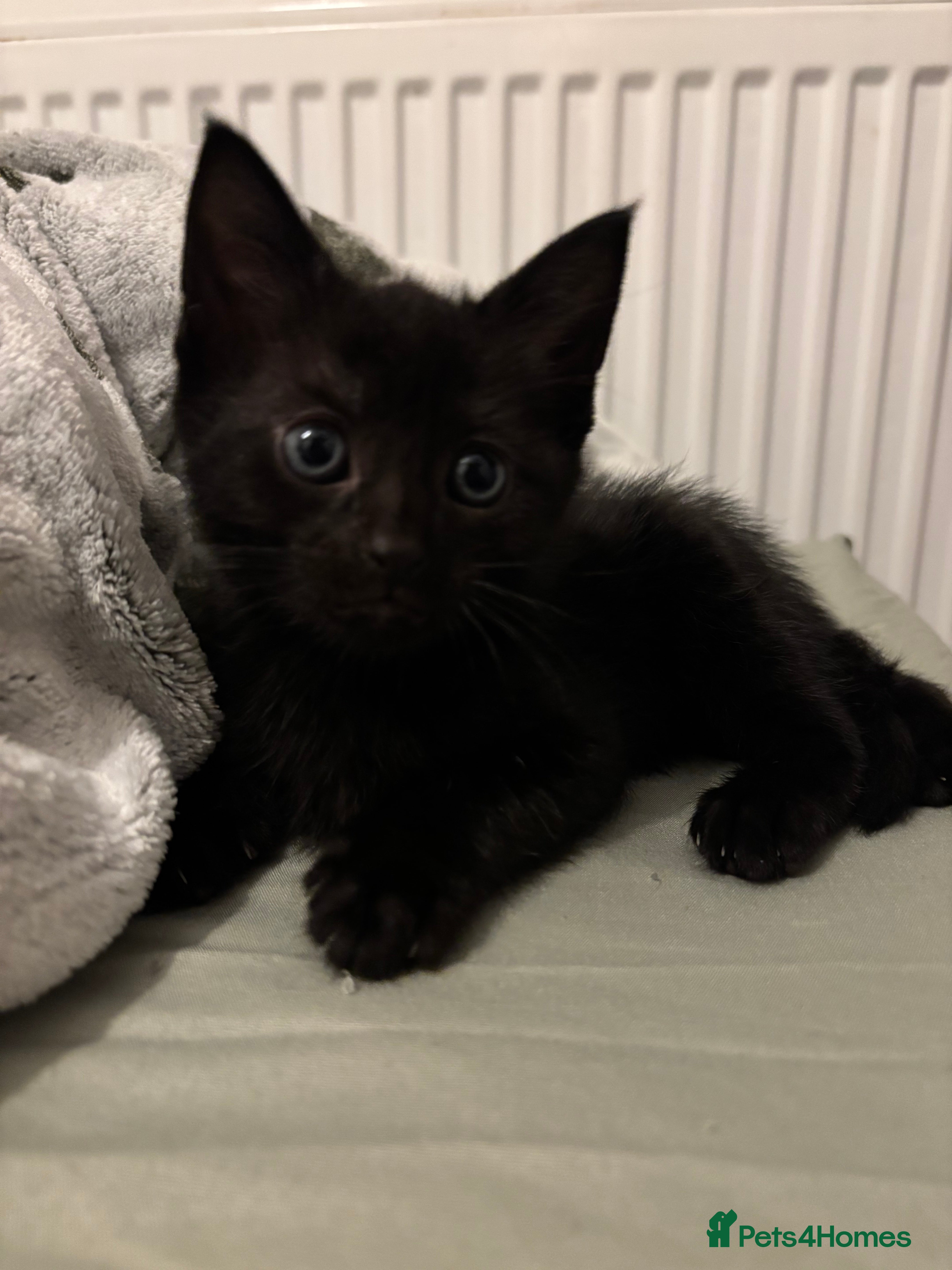 Mixed Breed cats Last Beautiful Boy  - Advert 18