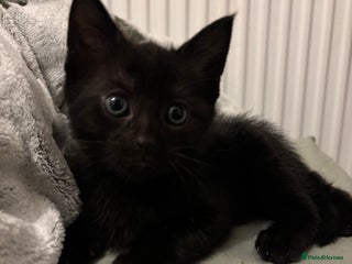 Mixed Breed cats Last Beautiful Boy - Advert 18
