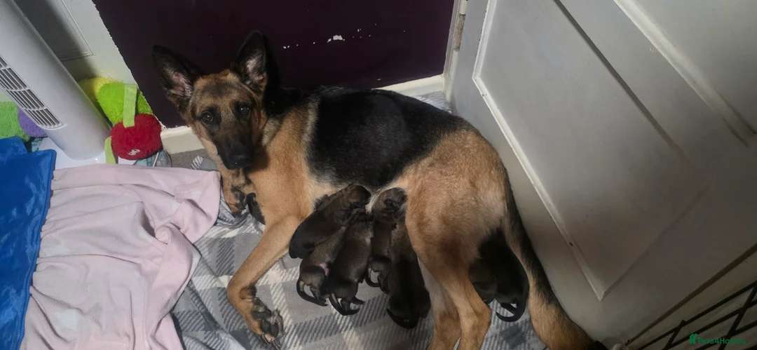 German Shepherd dogs for sale: 8 adorable puppies - Advert 2