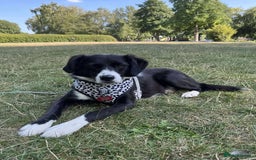 Mixed Breed dogs for adoption: Terrific Trixie - Image 1