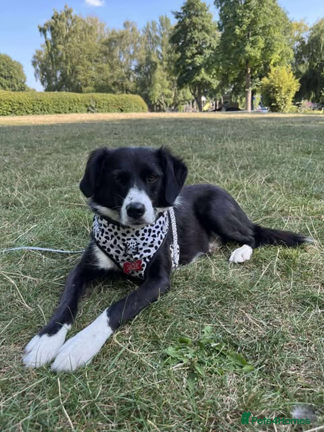 Mixed Breed dogs for adoption: Terrific Trixie - Image 1