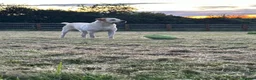 Labrador Retriever dogs for sale: Cream Male Labrador Retriever  - Advert 3