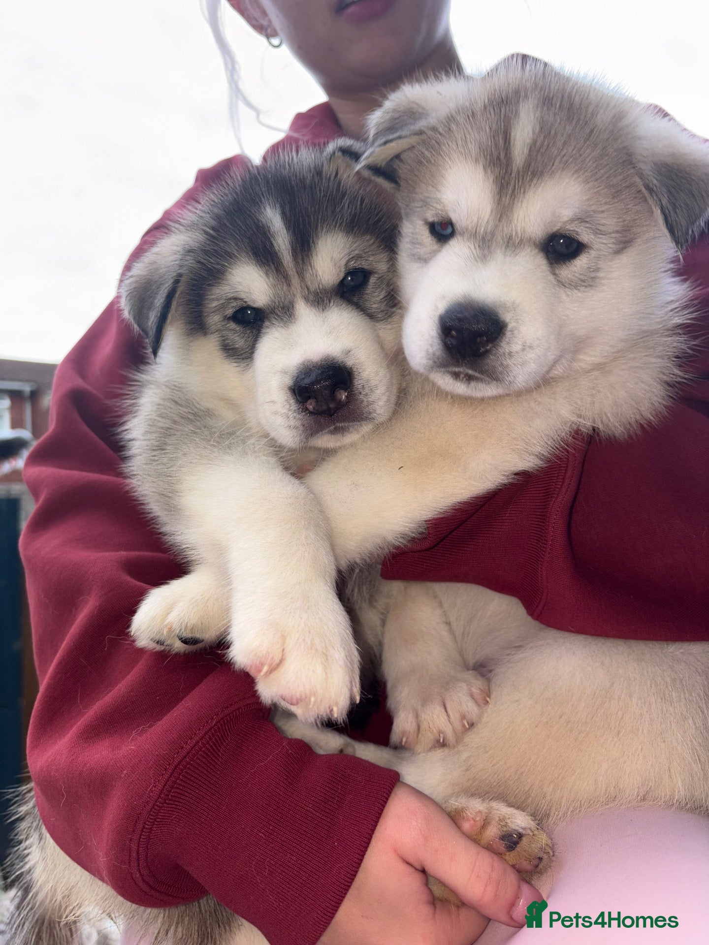 Utonagan dogs 7 stunning husky/malamute puppies - Advert 1