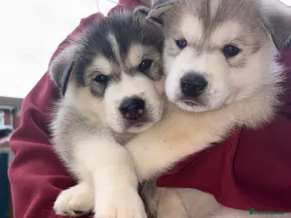 Utonagan dogs 7 stunning husky/malamute puppies - Advert 2