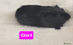 Guinea Pig rodents for sale: 5 Beautiful Baby Guinea pigs for sale  - Image 9