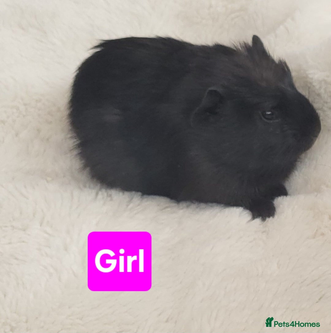 Guinea Pig rodents for sale: 5 Beautiful Baby Guinea pigs for sale  - Image 9