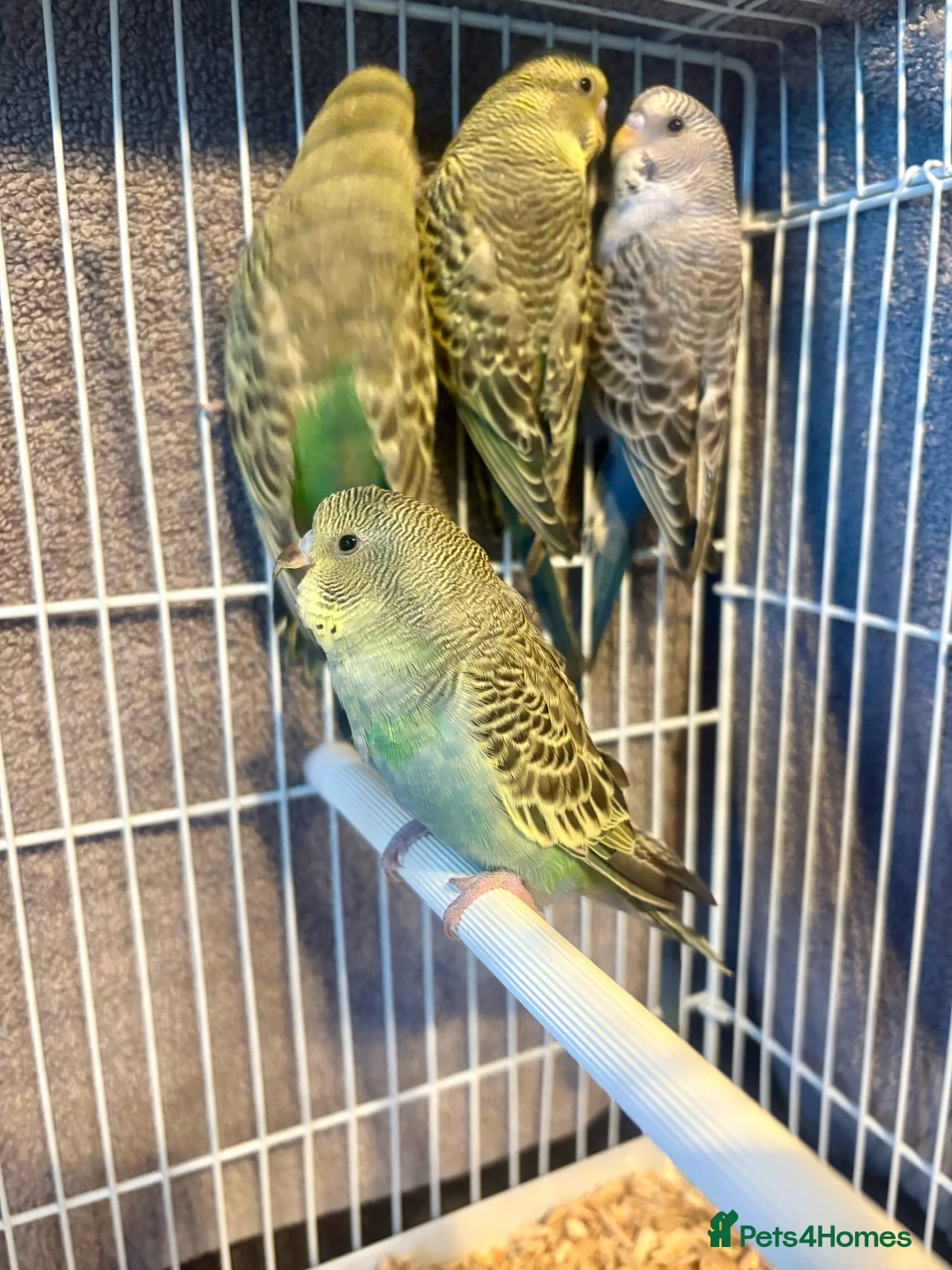 Budgerigars birds for sale: Beautiful Baby Budgies now available  - Advert 2