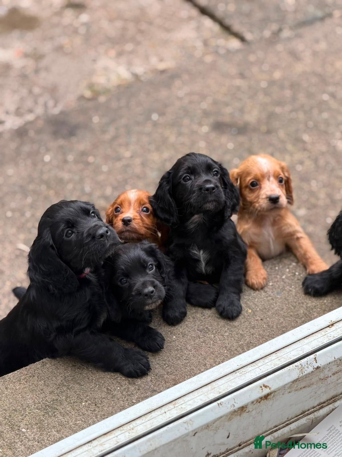 Cocker Spaniel dogs Legally docked KC cockers  - Advert 1