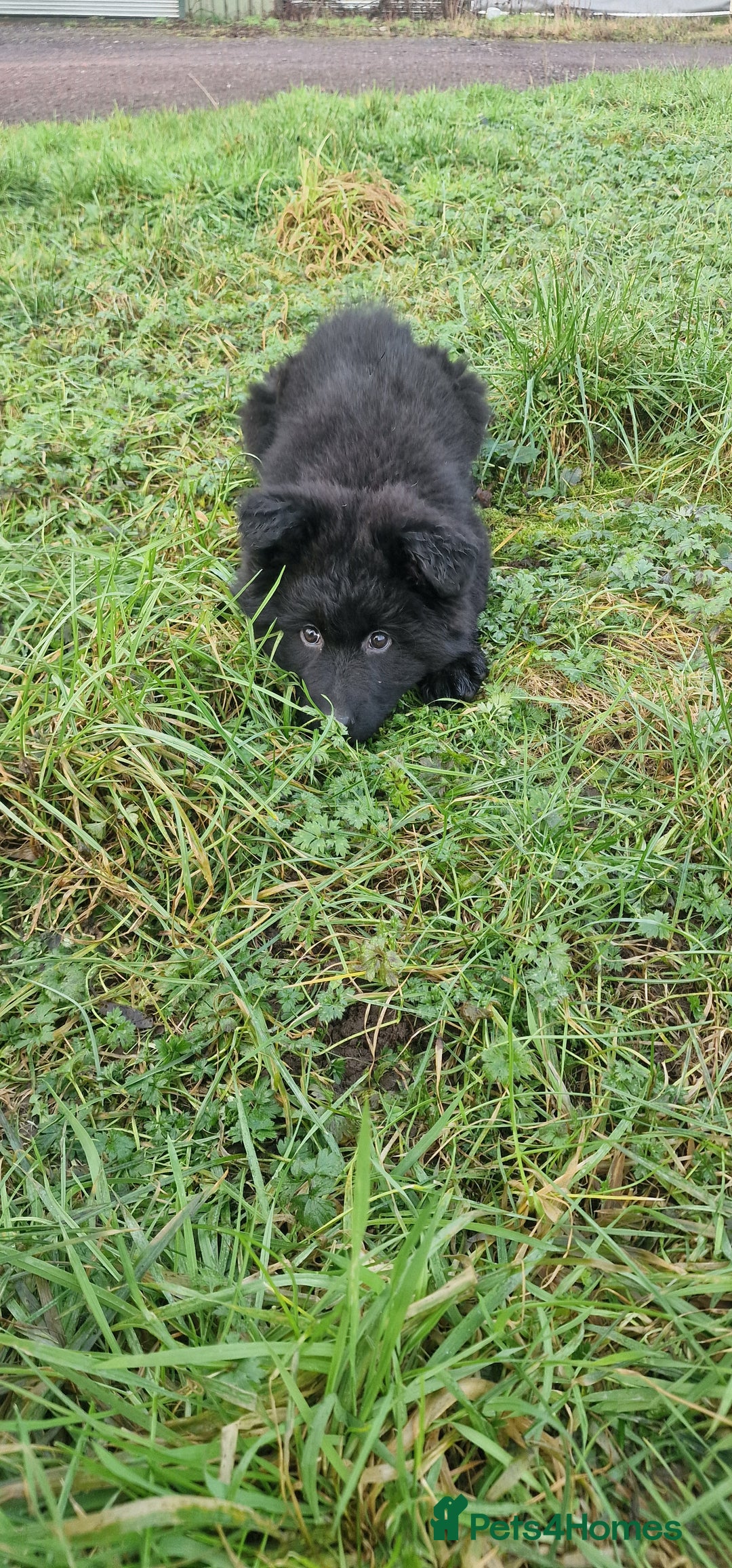 German Shepherd dogs for sale: German Shepherd pups  - Advert 11