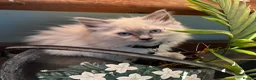 Ragdoll cats for sale: Blue point female ragdoll, ready now  - Advert 8