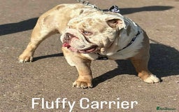 English Bulldog dogs for sale: Two gorgeous KC registered bulldog puppies - Image 5