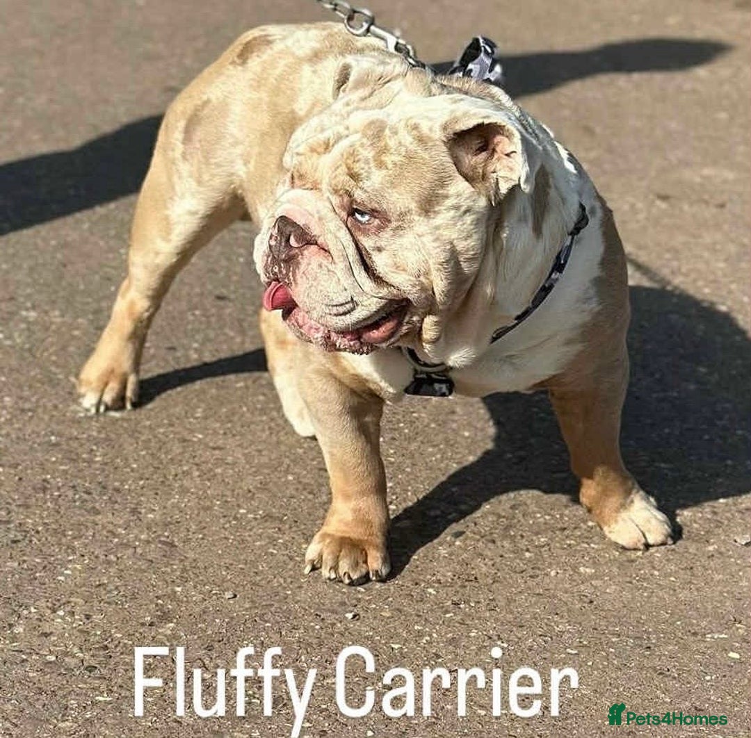 English Bulldog dogs for sale: Two gorgeous KC registered bulldog puppies - Image 5
