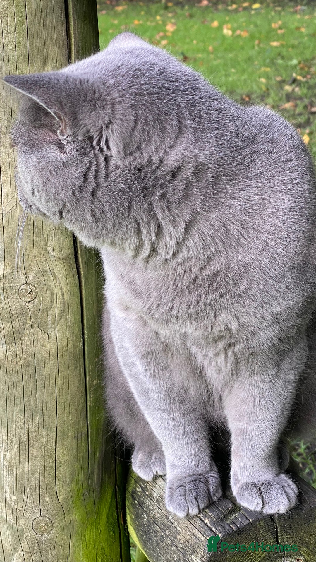 British Shorthair cats for stud: Meet Leo, Active Registered GCCF BHS Stud in Clitheroe - Advert 12