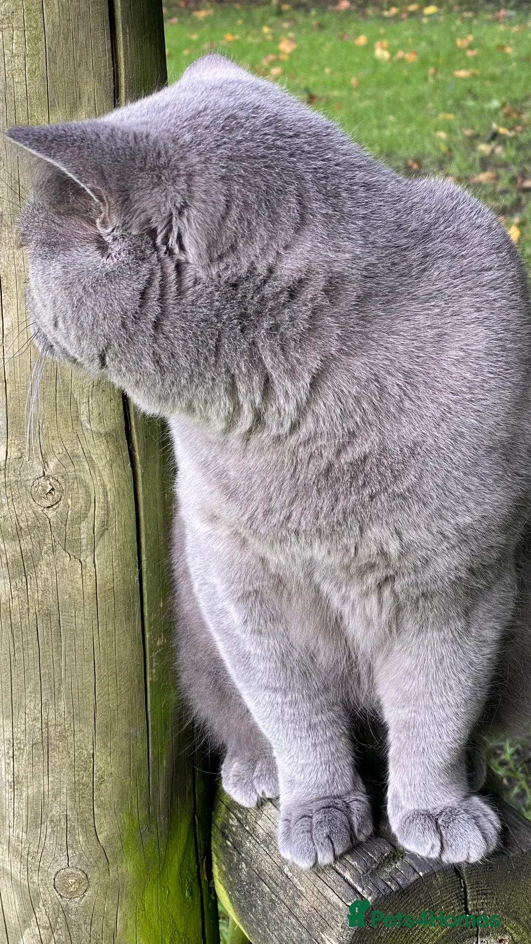 British Shorthair cats for stud: Meet Leo, Active Registered GCCF BHS Stud in Clitheroe - Advert 12