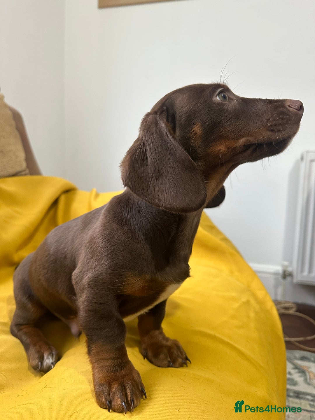 Dachshund dogs for sale: 3 Male Dachshund puppies - Advert 8